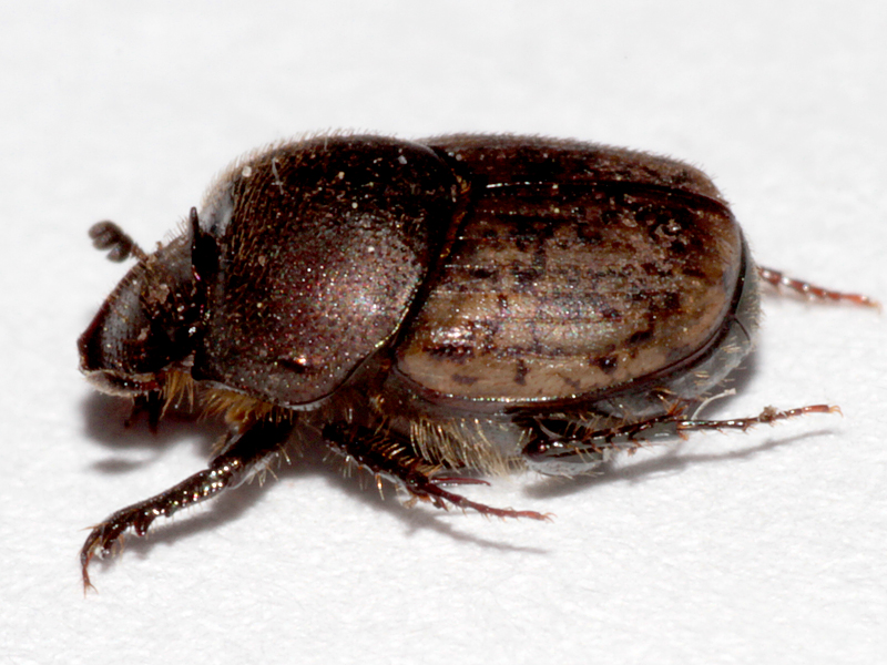 Onthophagus similis
